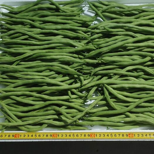 武山县架豆王豆角 高原架豆王