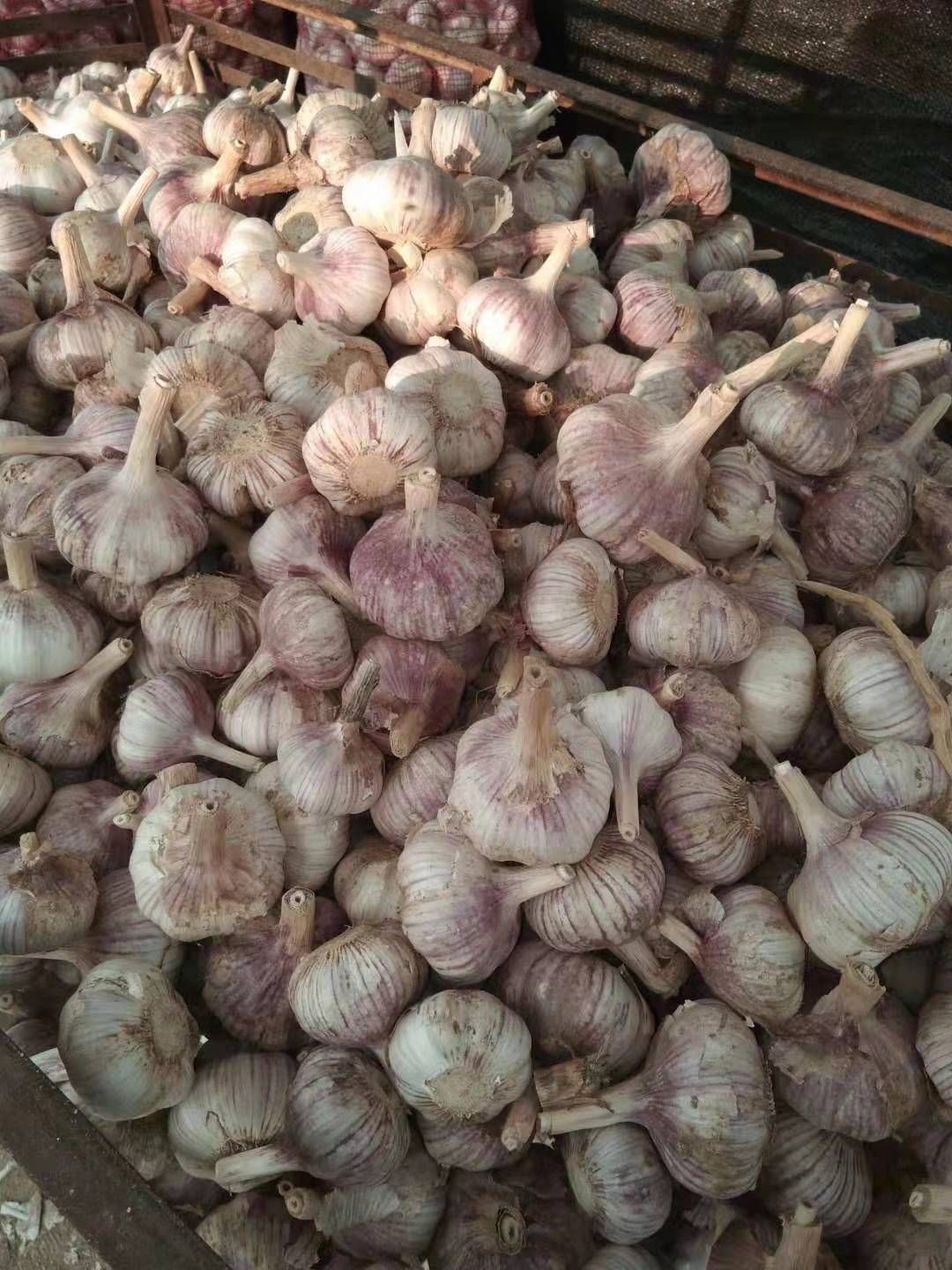  金乡精品大蒜