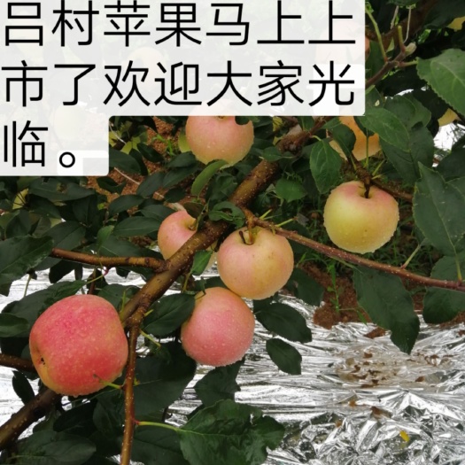 新泰市 新泰老槐沟嘎啦苹果70以上批发零售