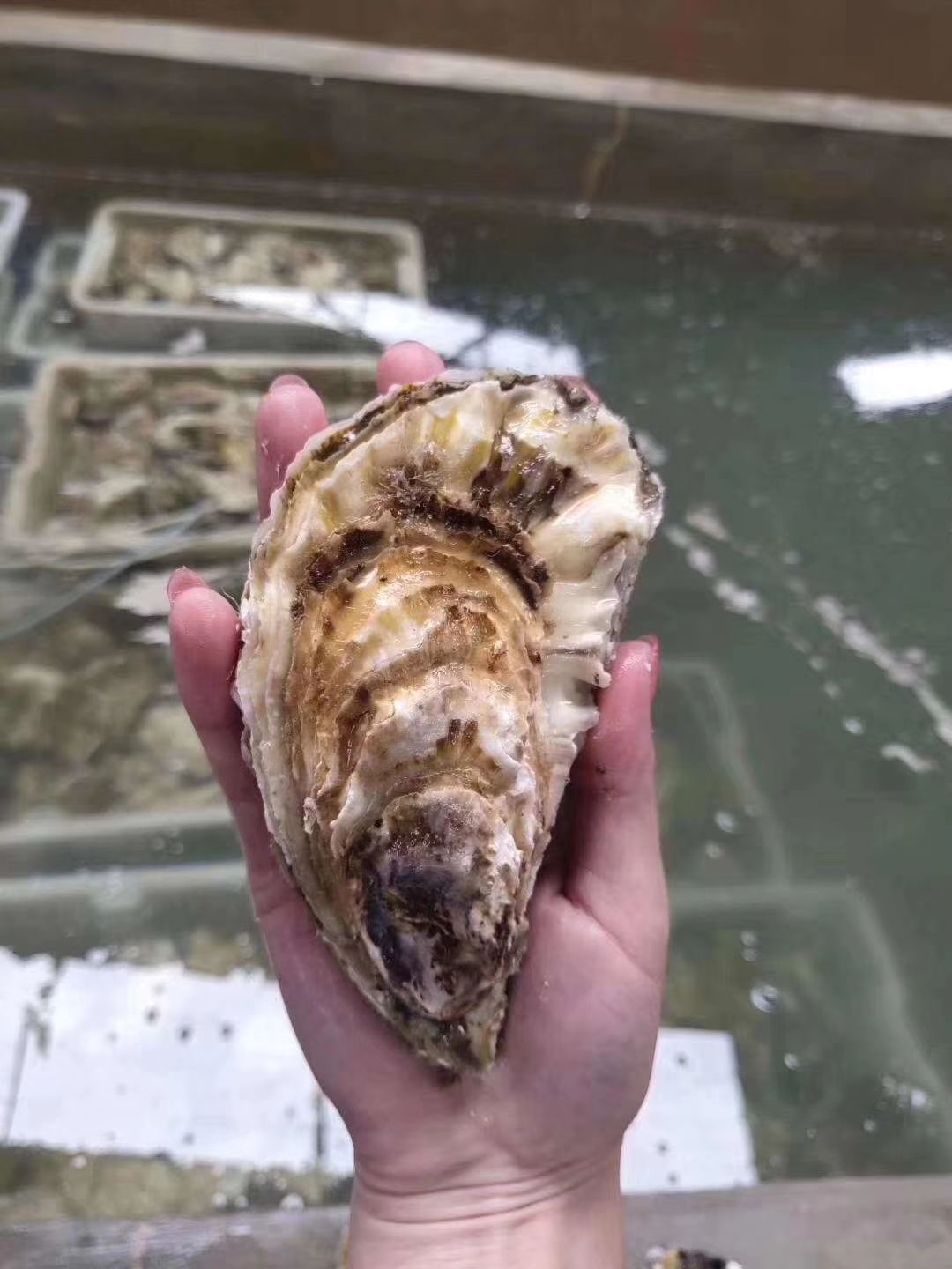 大连湾牡蛎 大连生蚝，精品大连生蚝，净化蚝，硬规格