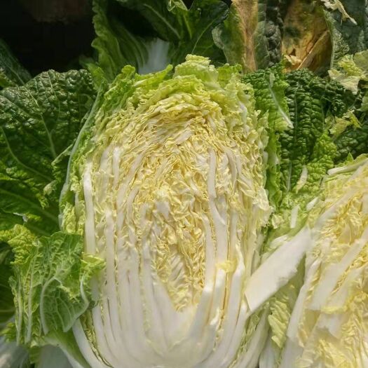 夏邑县夏邑白菜  白菜量大泡菜加工厂监狱食堂用
