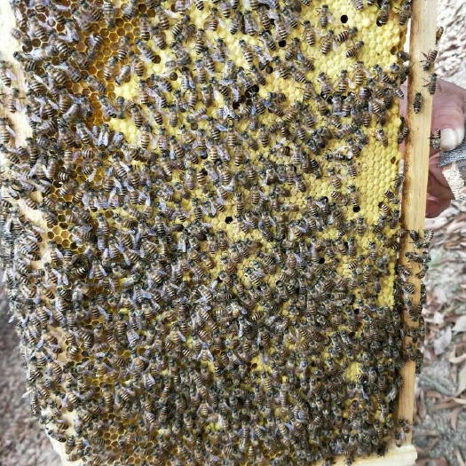 容县土蜂蜜 蜂王 蜜蜂双色蜂王