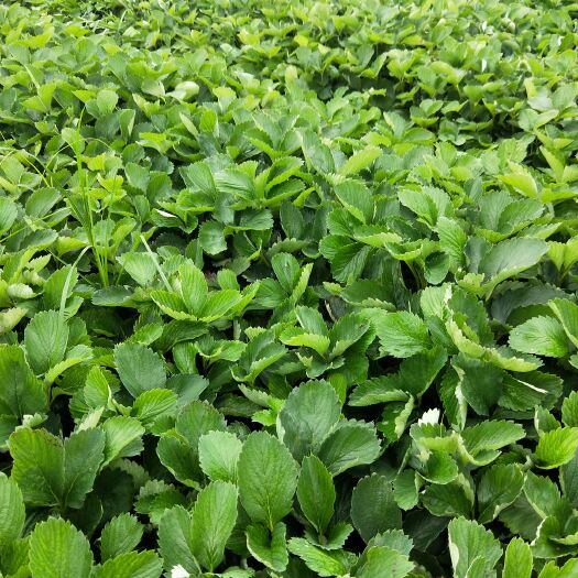 顺平县红颜草莓苗 九九`红颜苗开始起苗有需要的抓紧预定