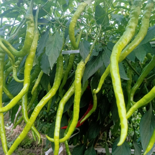 重庆市 重庆璧山青杠二荆条
辣椒大量低价供应