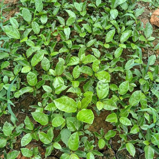 桂林 桂蜜王1号百香果苗