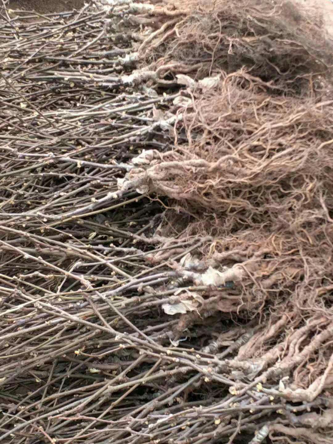 红阳猕猴桃苗 红心猕猴桃