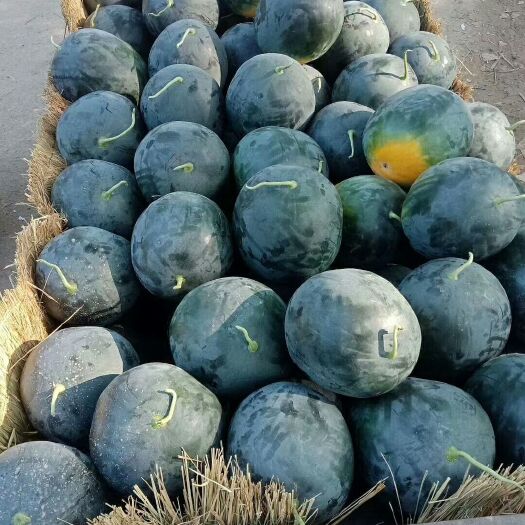 太康县 黑无籽西瓜，大量有货，，万亩田圆