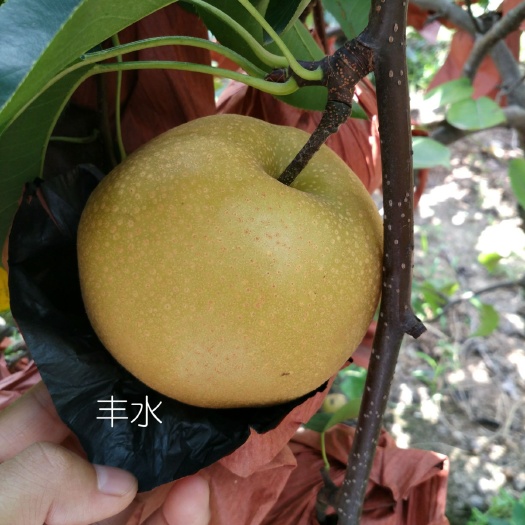周口 丰水梨，味美多汁，香酥可口。