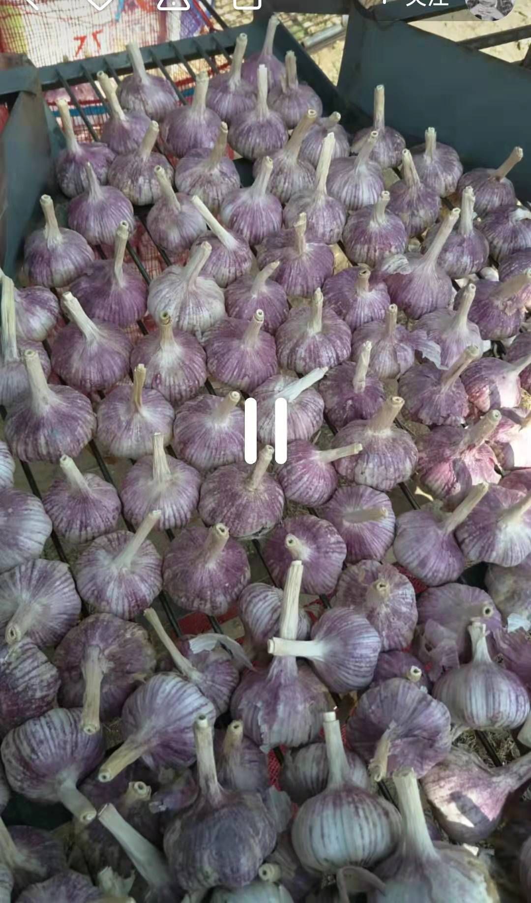  金乡精品大蒜