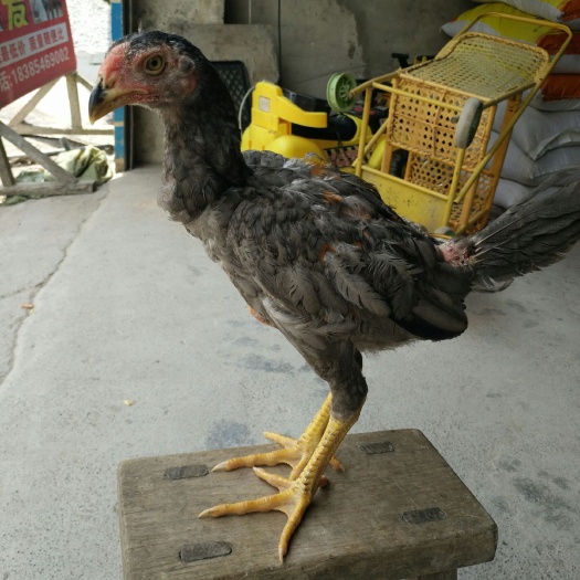 三都县斗鸡苗 斗鸡纯种斗鸡中原斗鸡