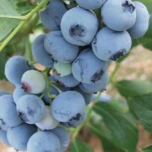 泰安莱克西蓝莓苗  组培莱克喜蓝莓苗产量高易成活带营养杯发货