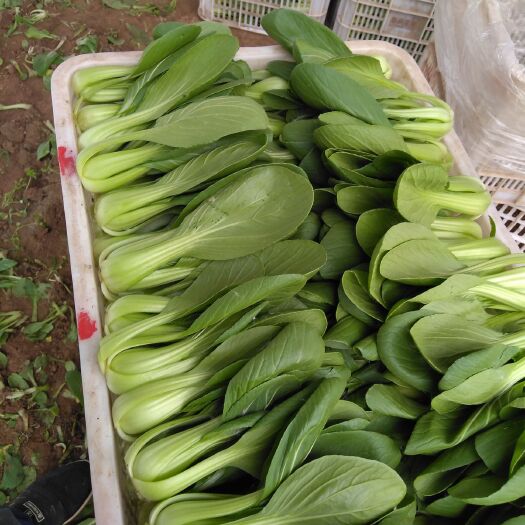 曹县小青菜 10~15cm