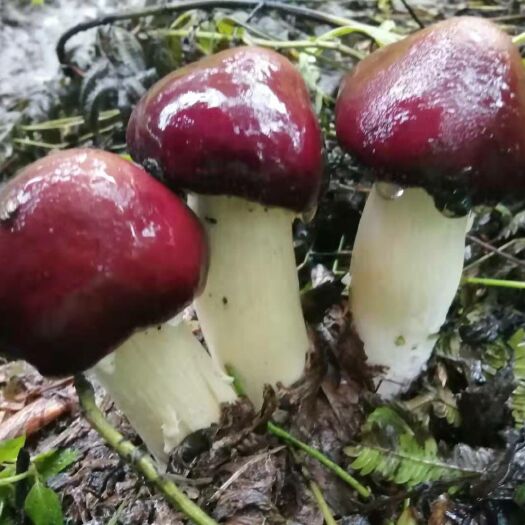 六盘水 赤松茸
