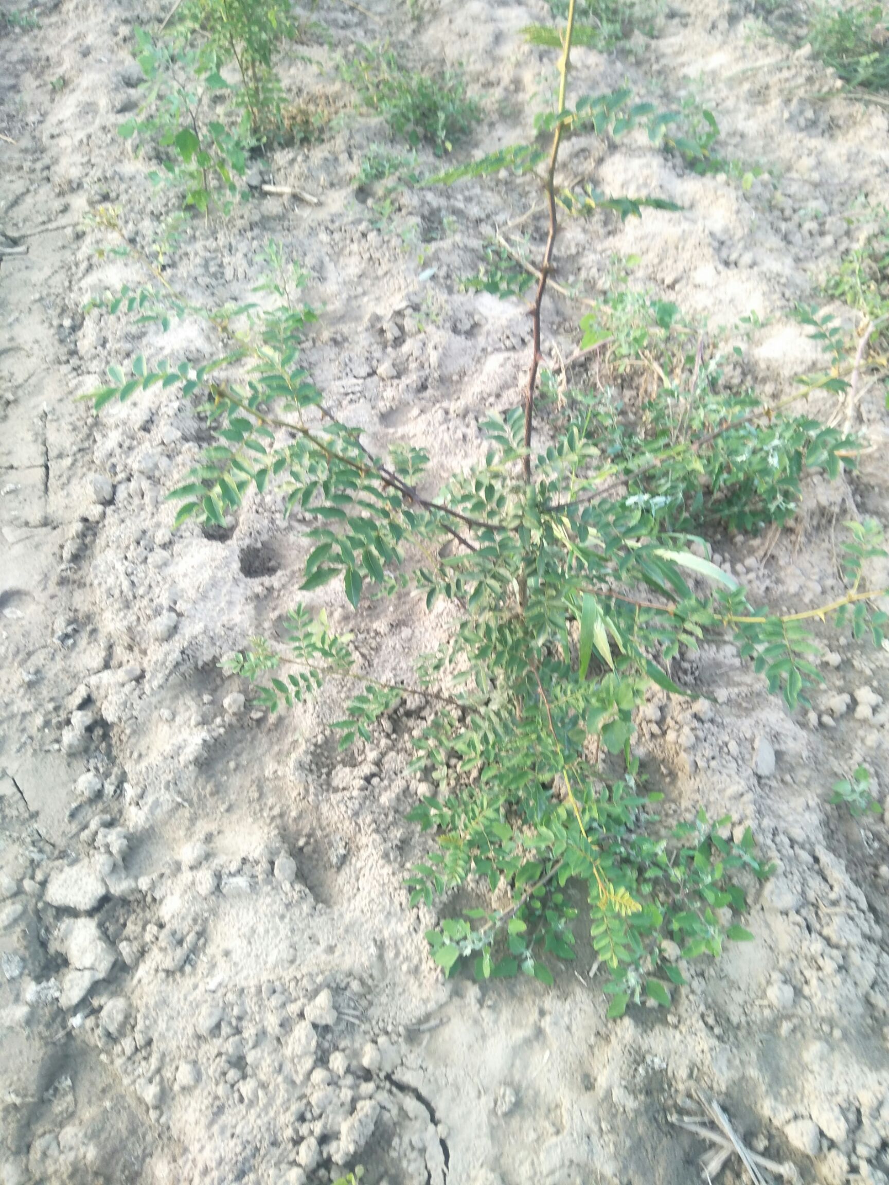  大红袍黄盖花椒苗