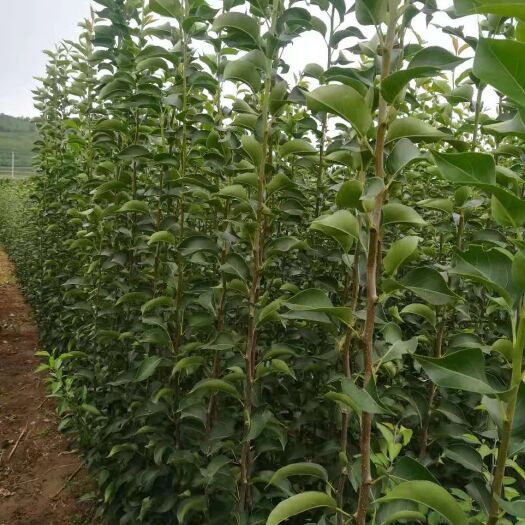 朝阳县红南果梨树苗 红南国梨苗
