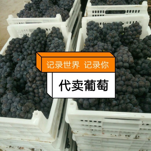 晋州市夏黑葡萄 1-1.5斤 5%以下 1次果