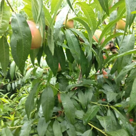 泰安 秋彤桃树苗
