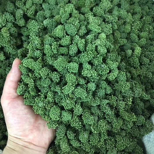 西畴县三七花