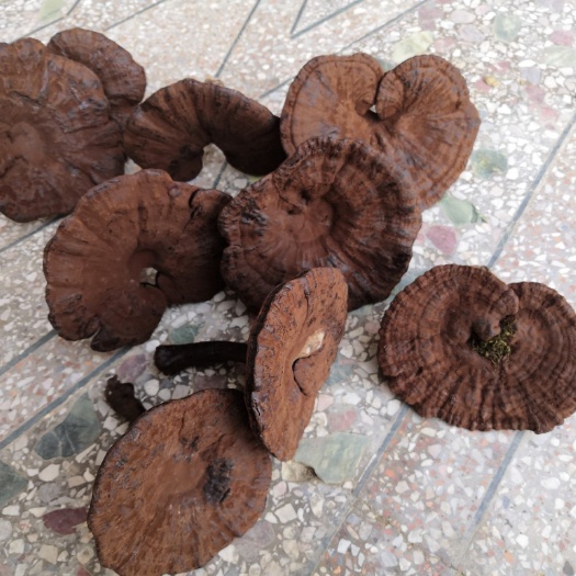 连平县 灵芝