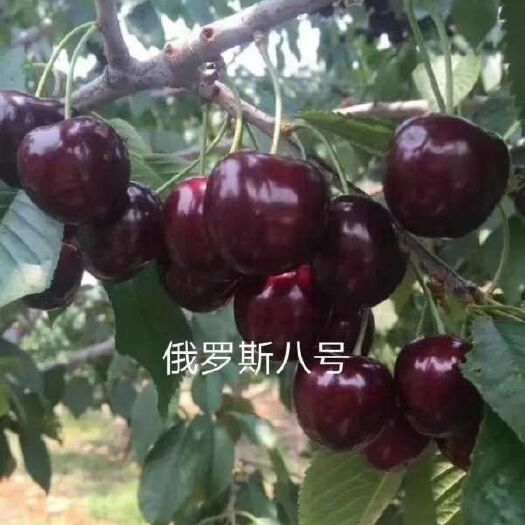 平度市 到秋预售俄罗斯八号大樱桃苗