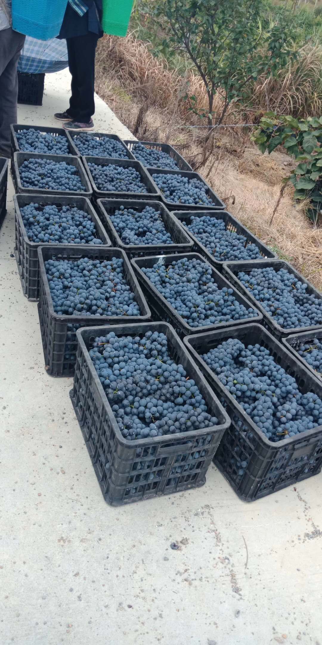  贵州高山二号葡萄已经上市了有要的各老板请联系吧价格优惠，