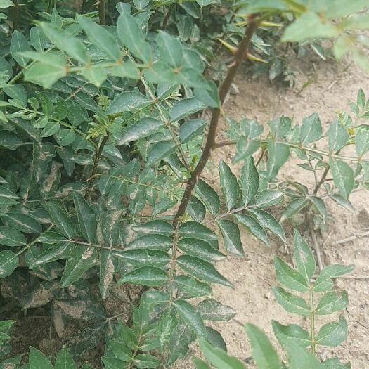 泰安 大红袍花椒苗