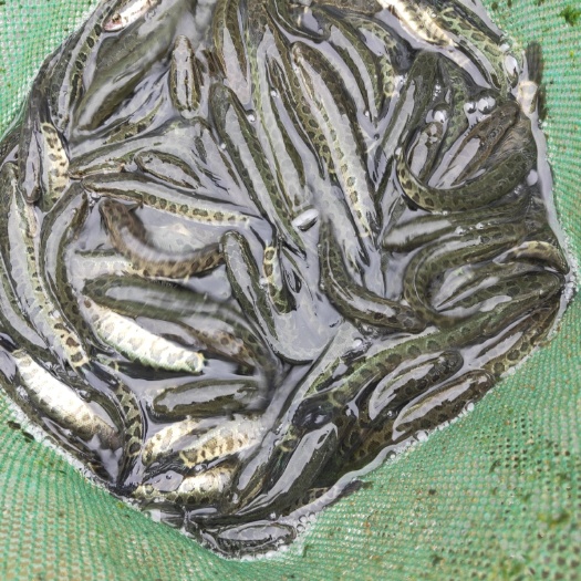 东海县乌鳢苗  黑鱼苗