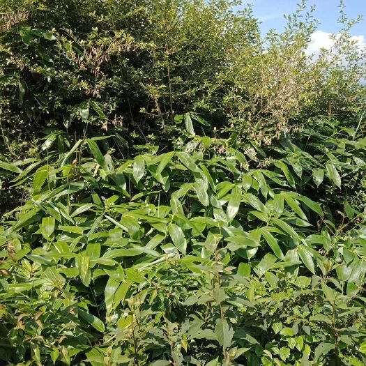 桑植县粽叶