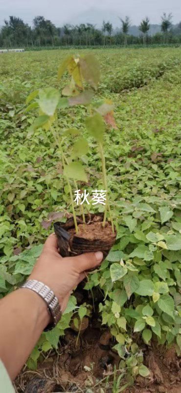  大量批发宿根草花