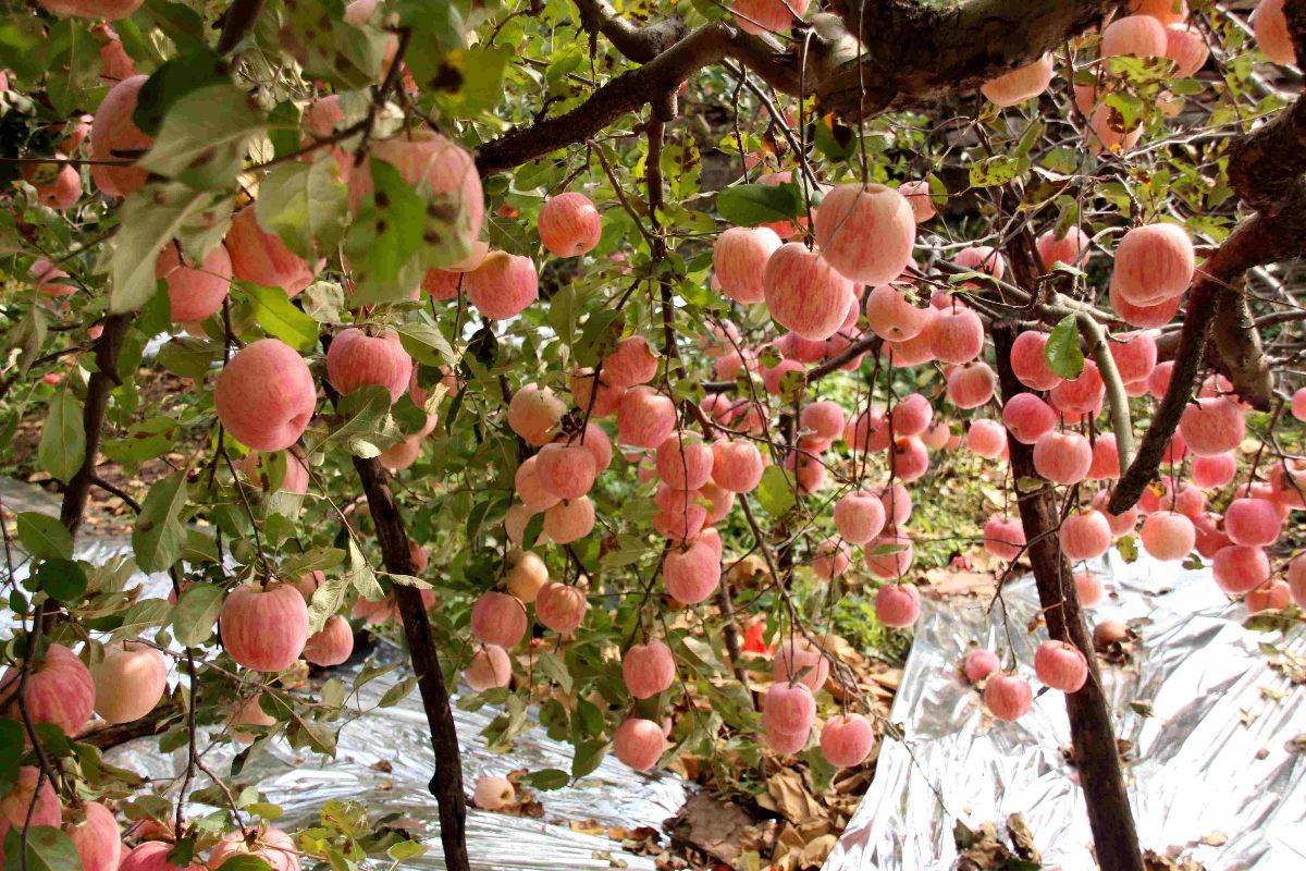  沂源红富士苹果