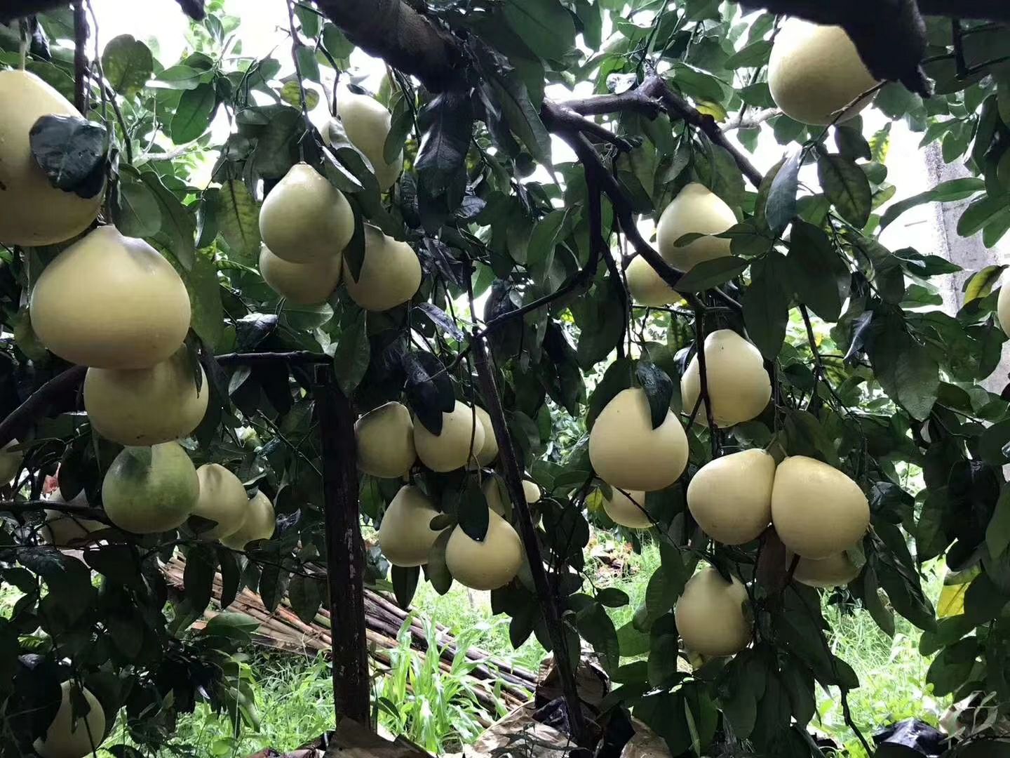  现蜜柚进入订购期，需要的亲提前预定靓货哟。舌尖上的柚惑