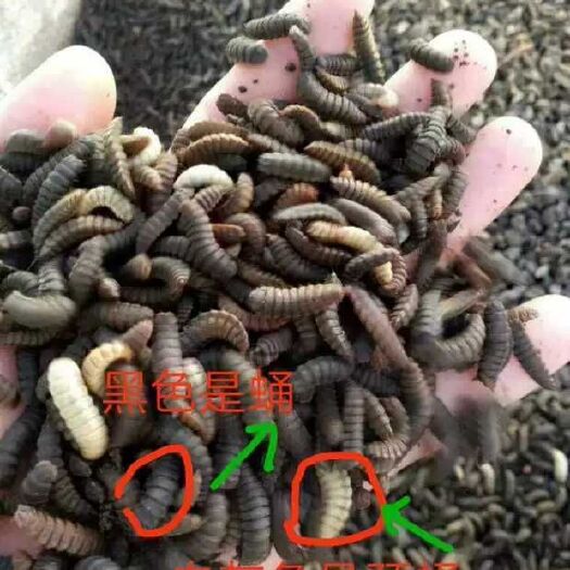 成都 黑水虻蛹售卖