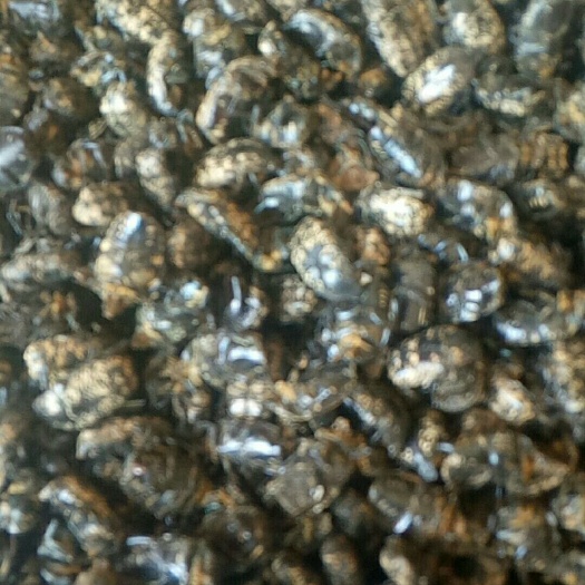 达拉特旗 天然金龟子
