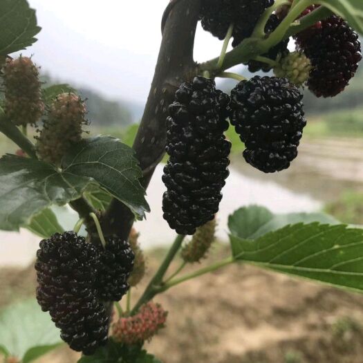 平邑县长果桑苗   桑树苗无籽桑果桑地栽苗南北方耐寒苗