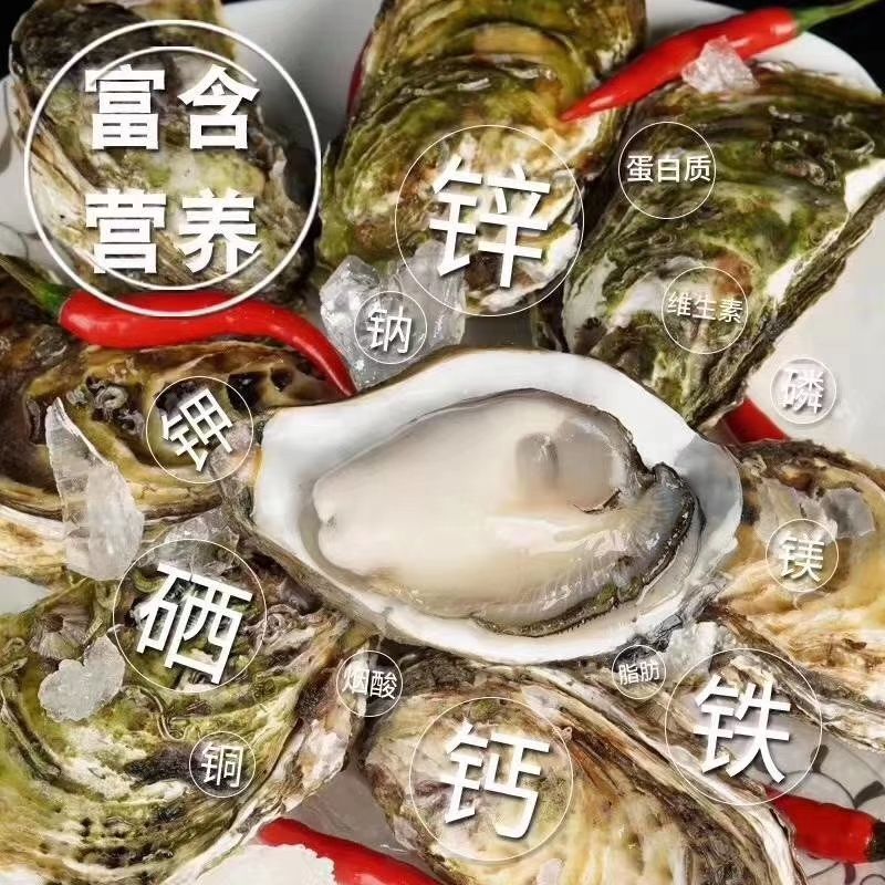 福建生蚝 深海蚝养殖户直供