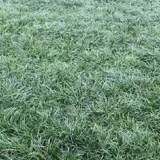 泗洪县 新鲜麦冬草四季常青麦冬草苗耐寒矮麦冬草小苗金边麦冬日本玉龙草