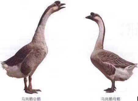 广州马岗鹅苗 砚岗鹅 质量保证 包运输风险 成年体重5.5千克