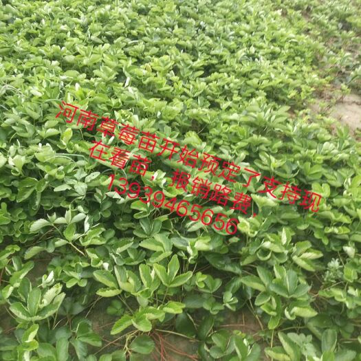 太康县 优质脱毒草莓苗，甜查理，妙七，宁玉