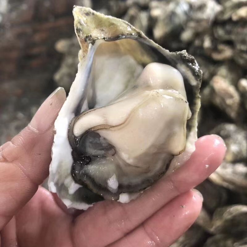 福建生蚝 深海蚝养殖户直供