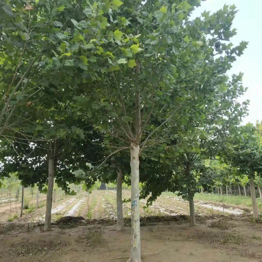 保定速生法桐 出售法桐 国槐等绿化苗木