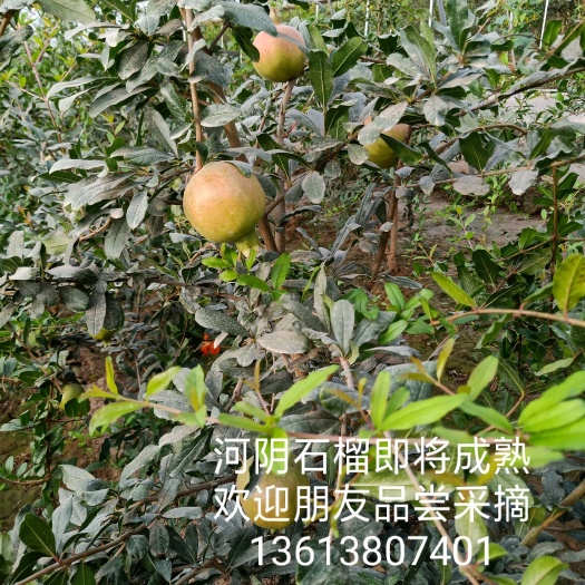 荥阳市 河阴软籽石榴