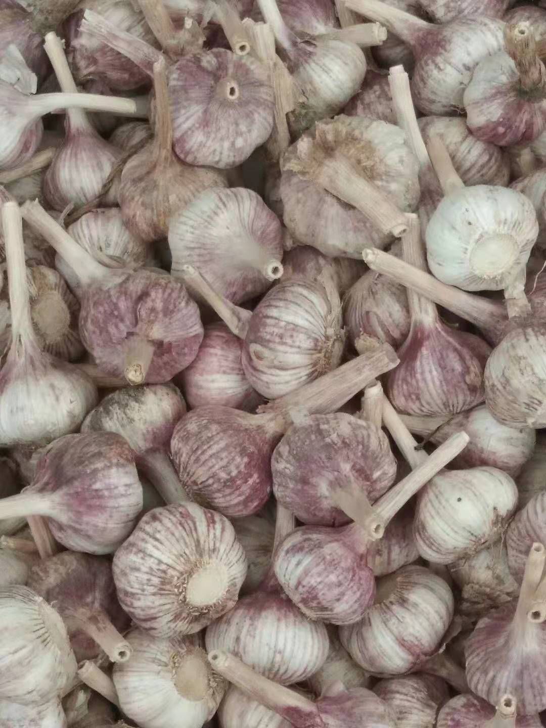  金乡精品大蒜