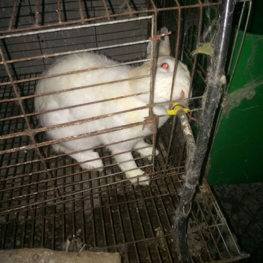 新沂市獭兔种兔 5斤以上