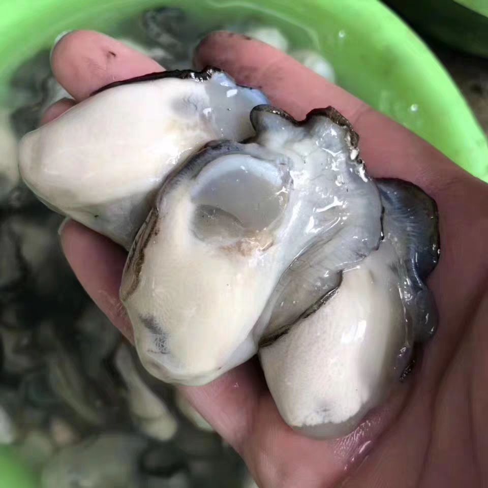 大连湾牡蛎 大连生蚝，精品大连生蚝，净化蚝，硬规格