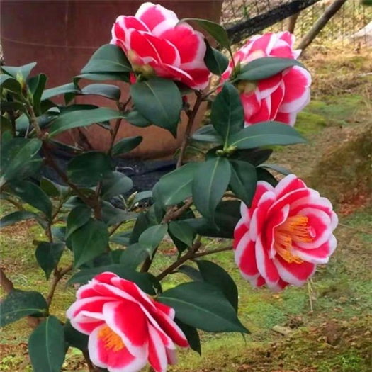 漳平市 茶花玉之浦友之浦太阳花品种茶花福建龙岩