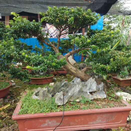 上林县 罗汉松，以有30多年