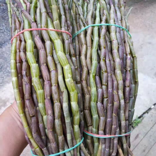 金平县铁皮石斛鲜条