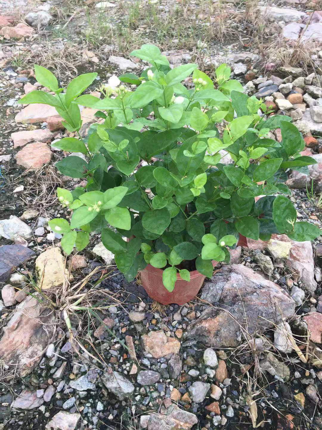  908供应 茉莉花 30-50cm高盆栽苗 绿化灌木 花香