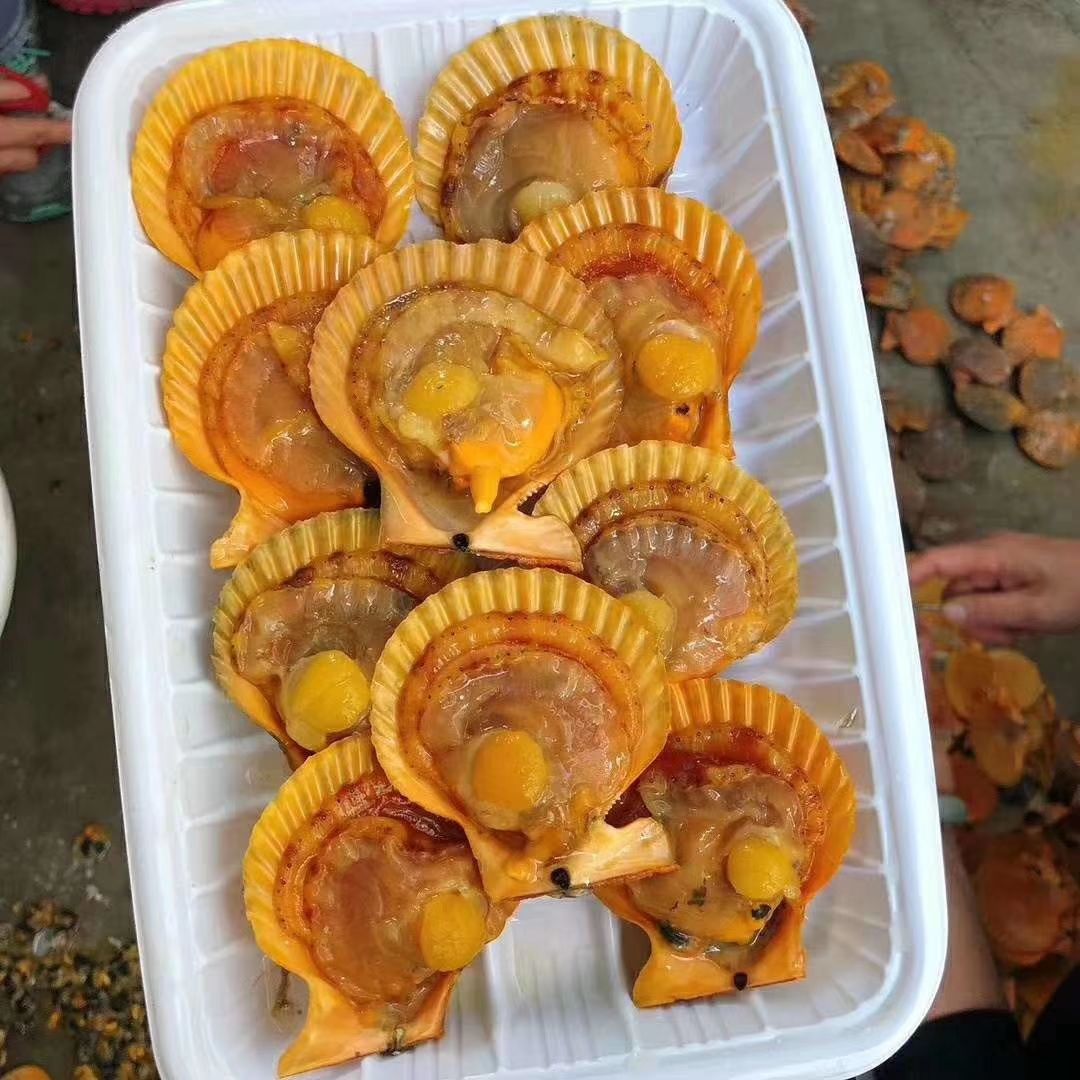  扇贝黄金扇贝