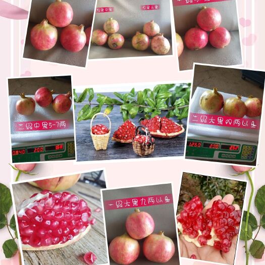 会理市 会理石榴，现采现摘。可零售批发